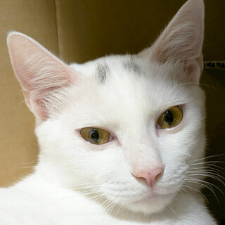 はく♂白猫美形兄妹7ヶ月