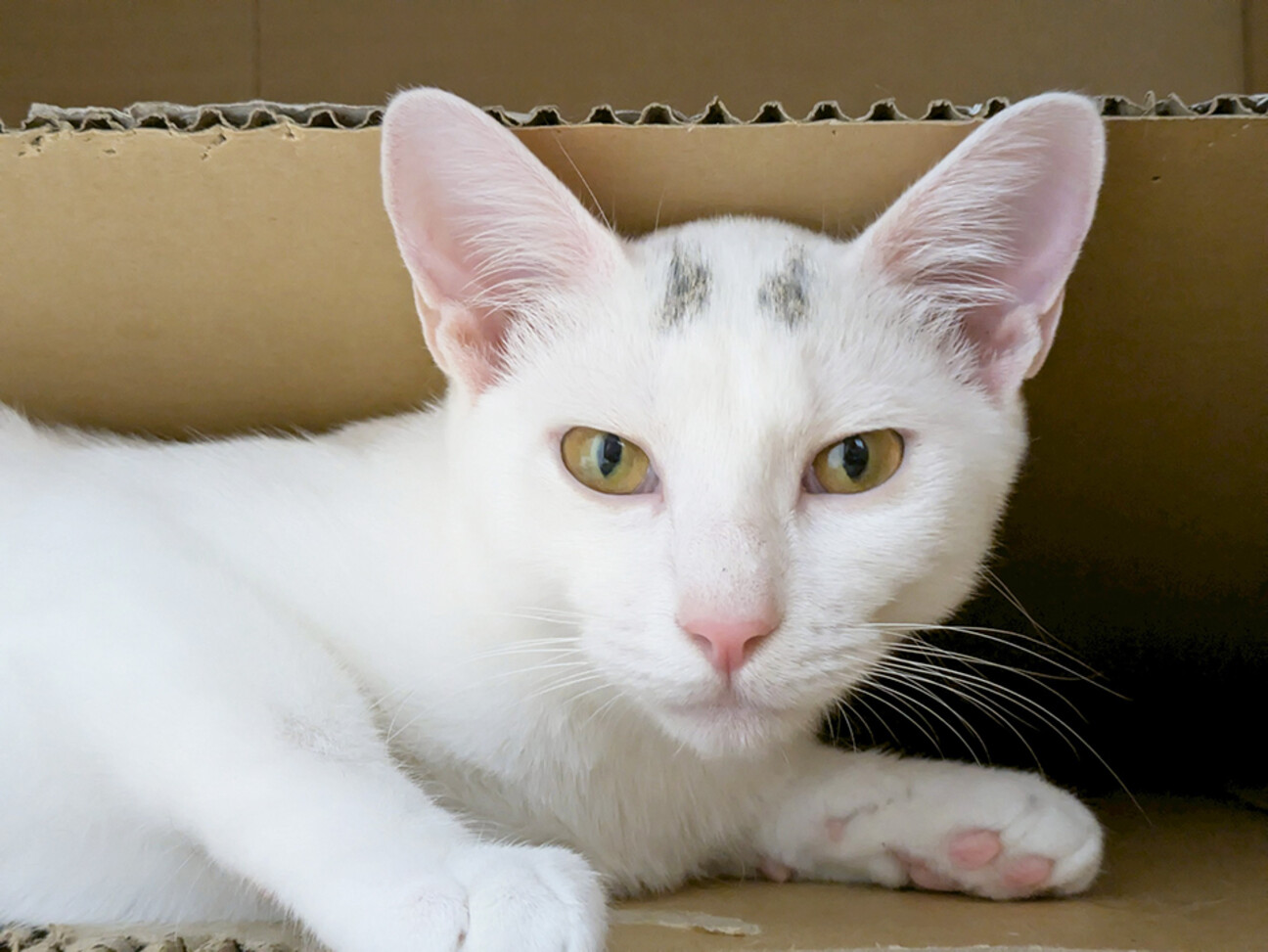 むく♀白猫美形兄妹7ヶ月」東京都 - 猫の里親募集(527627