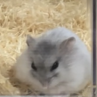 ジャンガリアン(パールオス)の里親募集