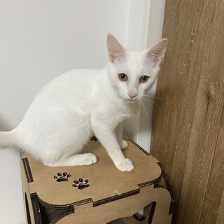 もちもちbody ニッチくん 4ヶ月