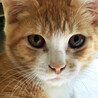 春菊♀茶白猫兄妹5ヵ月半 サムネイル3