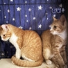 春菊♀茶白猫兄妹5ヵ月半 サムネイル6
