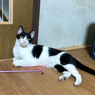 好奇心旺盛のハチワレの女の子