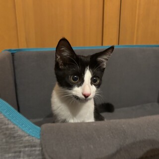 遊び好き甘えっ子なもみじ君♡