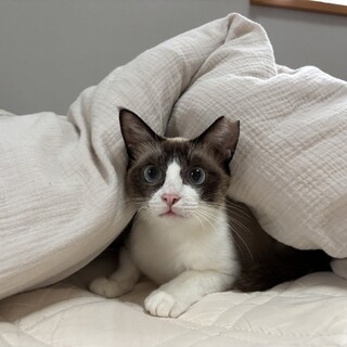 甘えっ子なお母さん猫なぎちゃん♡