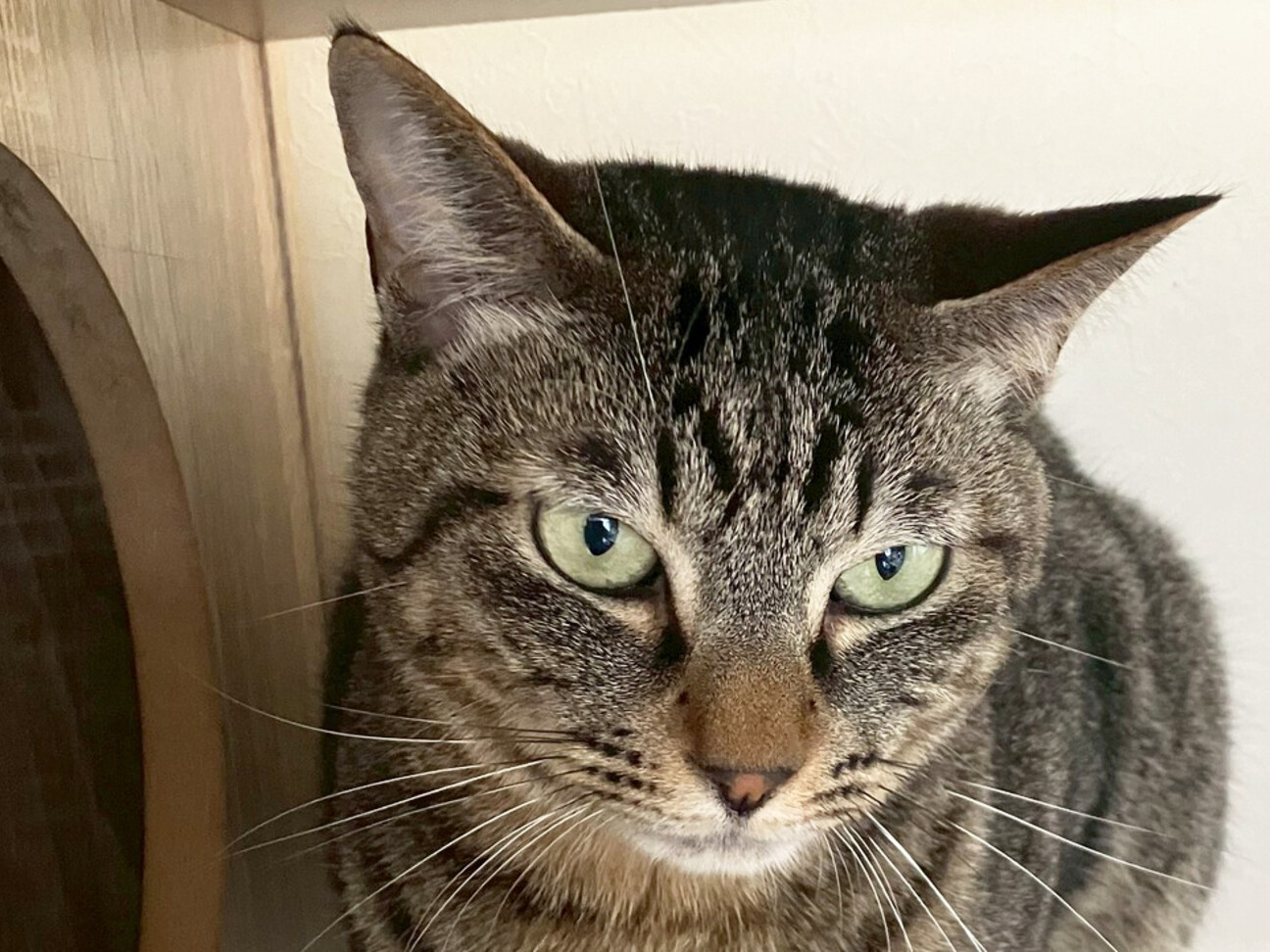 キジトラ姉妹猫、紅♀約3歳」東京都 - 猫の里親募集(527636) :: ペット
