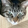 キジトラ姉妹猫、紅♀約3歳 サムネイル3