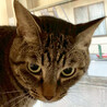 キジトラ姉妹猫、紅♀約3歳 サムネイル6