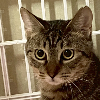 キジトラ姉妹猫、はるか♀約3歳