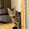 キジトラ姉妹猫、はるか♀約3歳 サムネイル2