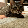 キジトラ姉妹猫、はるか♀約3歳 サムネイル4