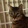 キジトラ姉妹猫、はるか♀約3歳 サムネイル5