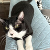 温厚な白黒猫♂むち助4～6歳※初参加 サムネイル2