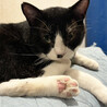 温厚な白黒猫♂むち助4～6歳※初参加 サムネイル4