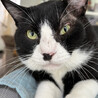 温厚な白黒猫♂むち助4～6歳※初参加 サムネイル5
