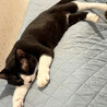 温厚な白黒猫♂むち助4～6歳※初参加 サムネイル6
