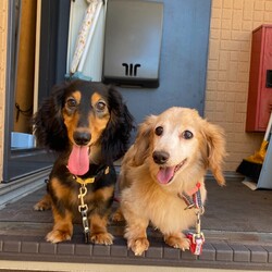 可愛いダックス