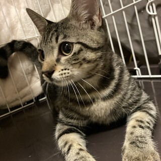 甘えん坊すぎるキジラ君⭐︎