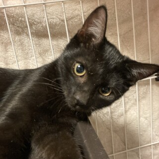 マイペースで控えめなクロハくん⭐︎