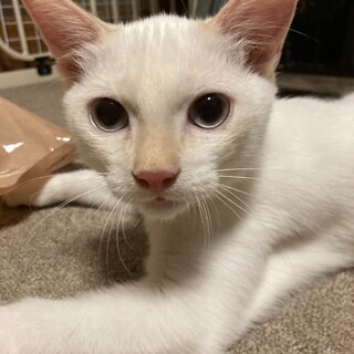 元気いっぱいグイグイ来るシロタくん⭐︎