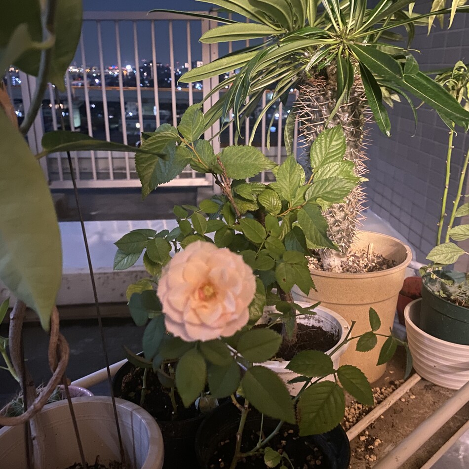 マロンのカバー写真