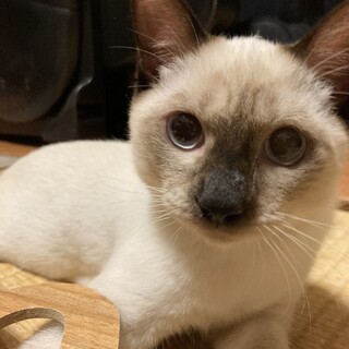 超甘えっ子のビビり猫ハラミちゃん♡