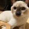 超甘えっ子のビビり猫ハラミちゃん♡ サムネイル2