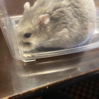 ハムスターです