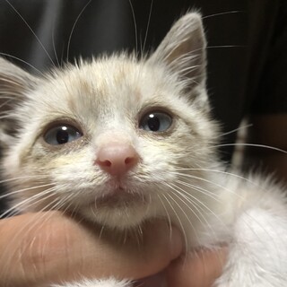 交渉中の方に里親さんになっていただきました