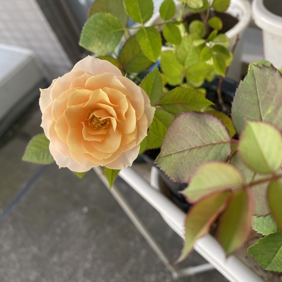 チップのカバー写真