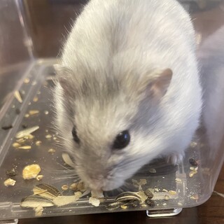 ハムスターです