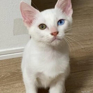 オッドアイ　ジンくん　4ヶ月