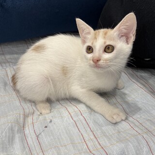 珍しい笹かまの女の子