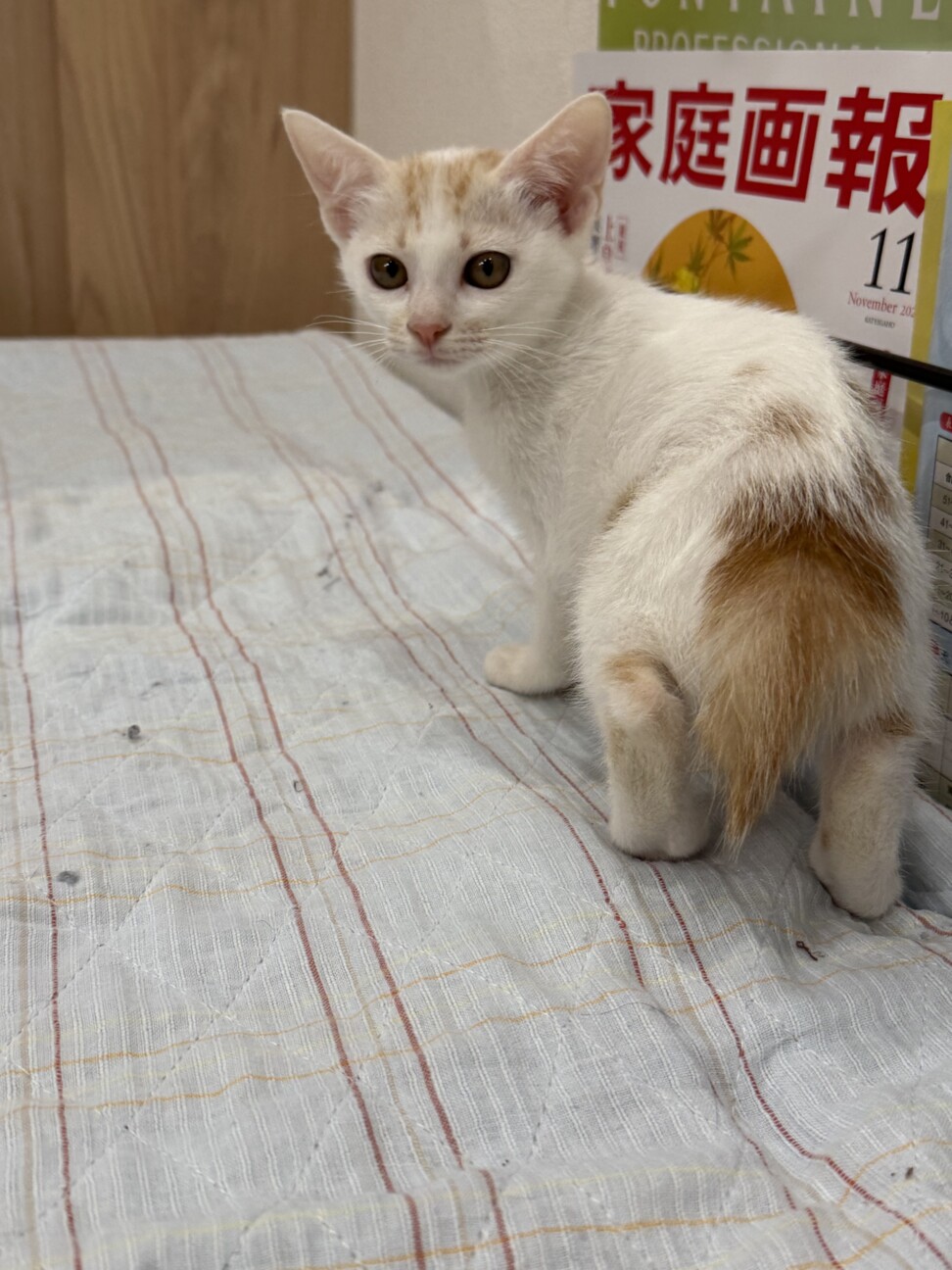 珍しい笹かまの女の子 サムネイル3