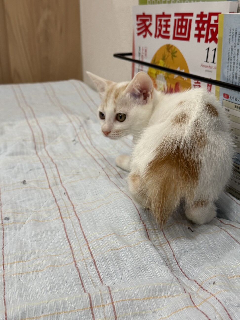 珍しい笹かまの女の子 サムネイル5