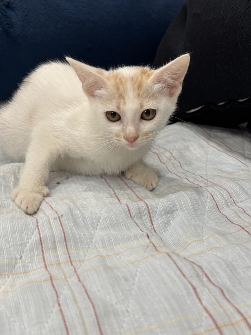 珍しい笹かまの女の子 サムネイル6