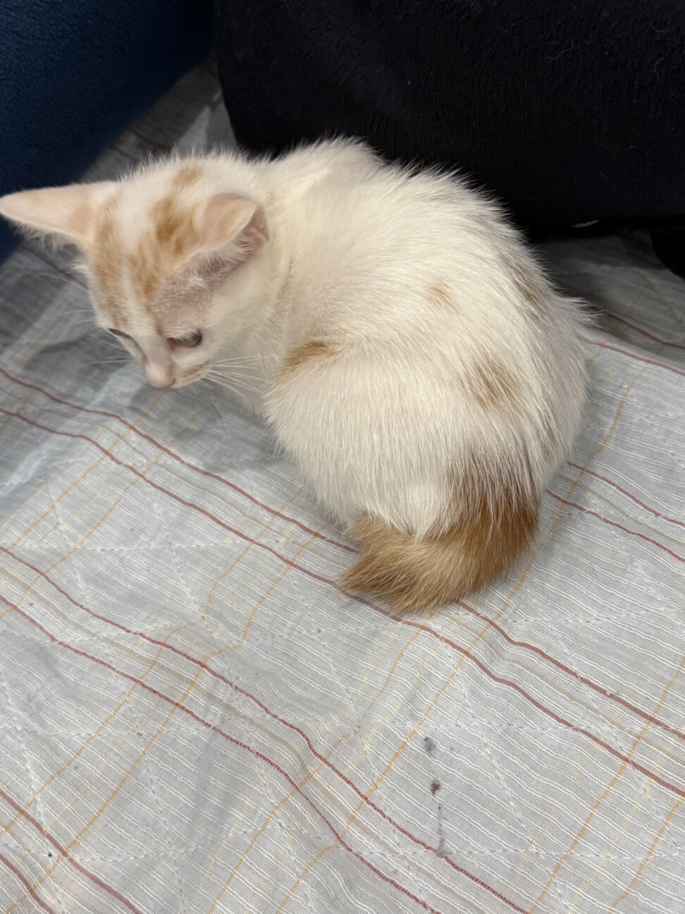 珍しい笹かまの女の子 サムネイル7