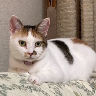 おとなしく人懐っこい三毛猫ちゃん