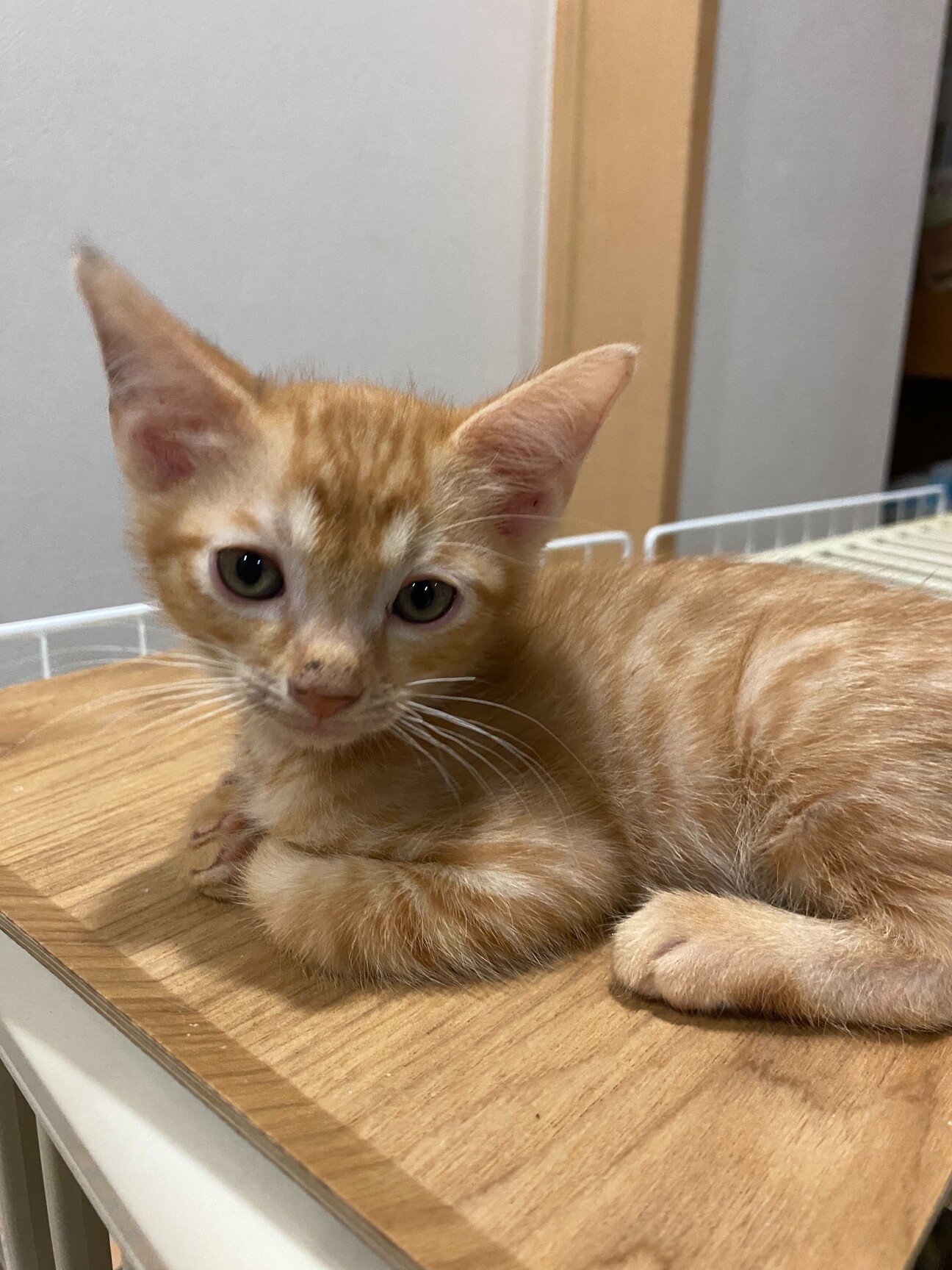 あんみつ・穏やかで遊び好き サムネイル1