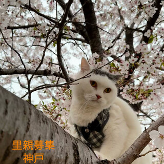 抱っこも爪切りもできるお利口さんです