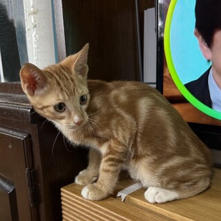 アメショ柄の茶トラのなるとくん