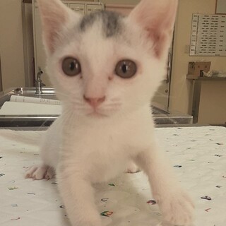 おめめクリクリ！激かわイケメン約2ヶ月