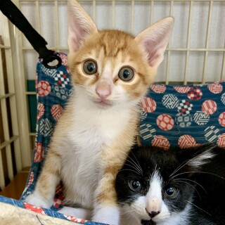 柄違いの男の子の兄弟、茶白と白黒