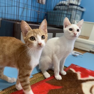 茶白の可愛い女の子