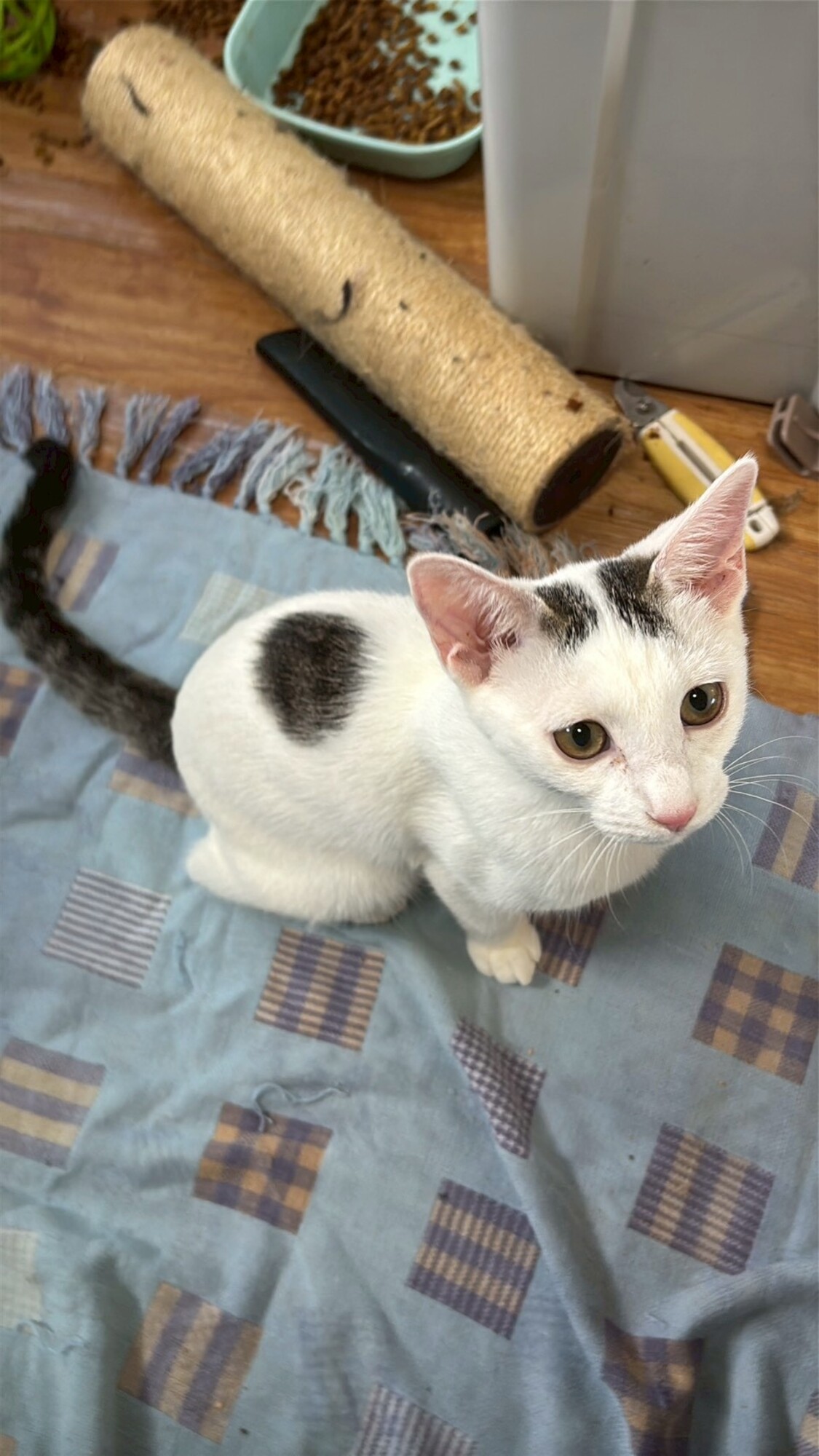 白ぶちの子猫姉妹」岐阜県 - 猫の里親募集(516913) :: ペットのおうち