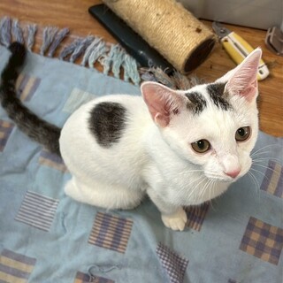 白ぶちの子猫姉妹