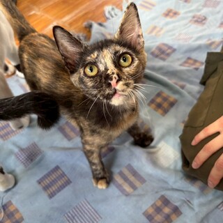 甘えん坊なサビ子猫