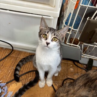 可愛いキジ白の子猫ちゃん