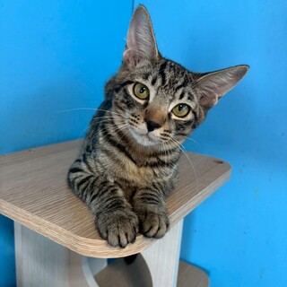 甘えん坊なキジトラの子猫くん