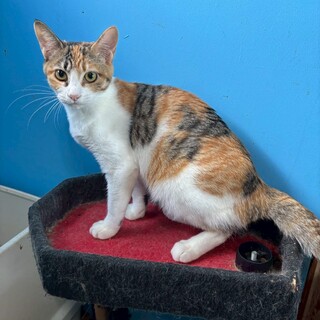 三毛の可愛い子猫ちゃん